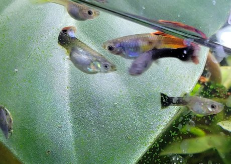 sonjahaze actriz adulta archivo