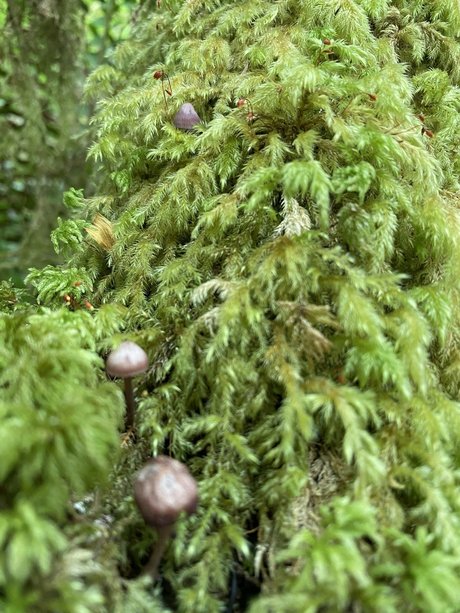 NoOne modelo perfecto galería