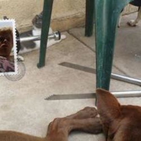 Dustin Menchue actriz erótica galerías