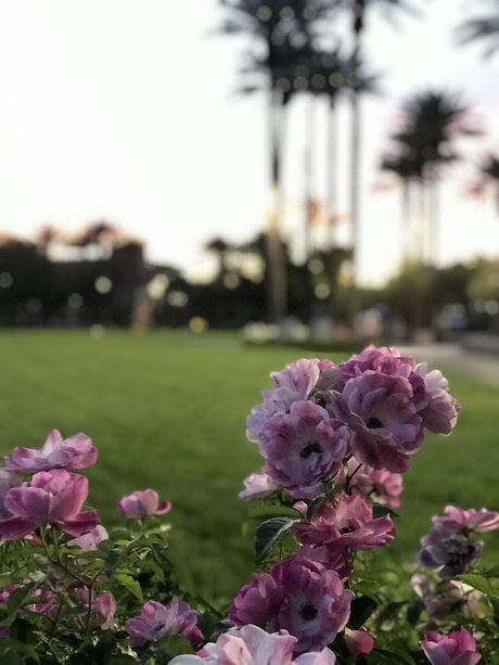 Philena Carter estrella perfecta imágenes