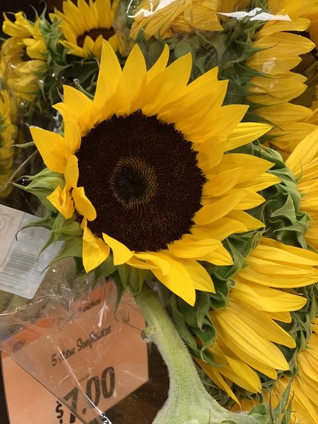 Anistasia Verel estrella hd foto