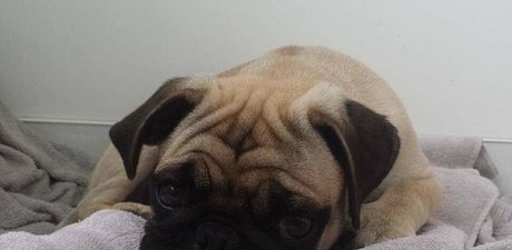 himeonisama estrella exclusiva galerías