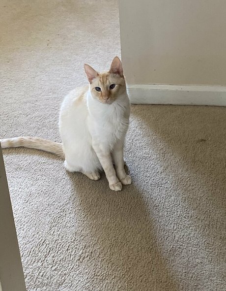 savanahroses estrella porno caliente imagen