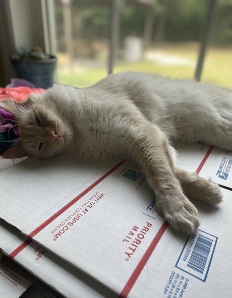 savanahroses modelo desnudos imágenes