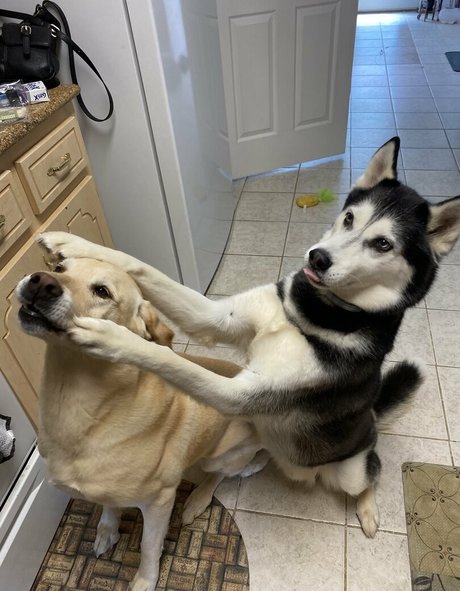 savanahroses modelo desnudo recopilación