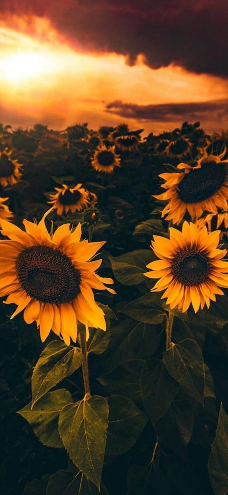 Sunflower Sl t estrella agradable recopilación