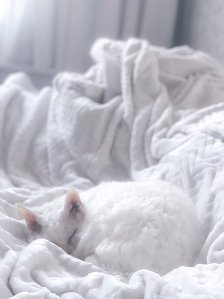 Nev estrella porno agradable archivo