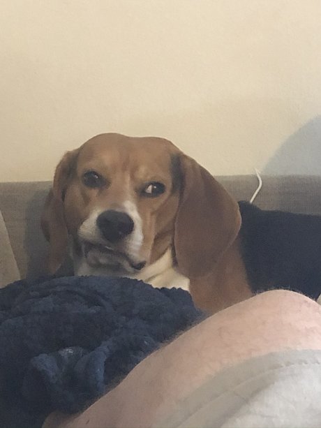 361 daddy estrella caliente galería