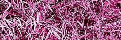 Jose L Rivera modelo desnuda foto