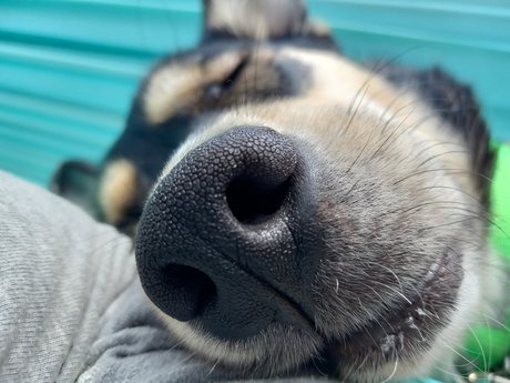 Sydney Schaub modelo erótico fotos