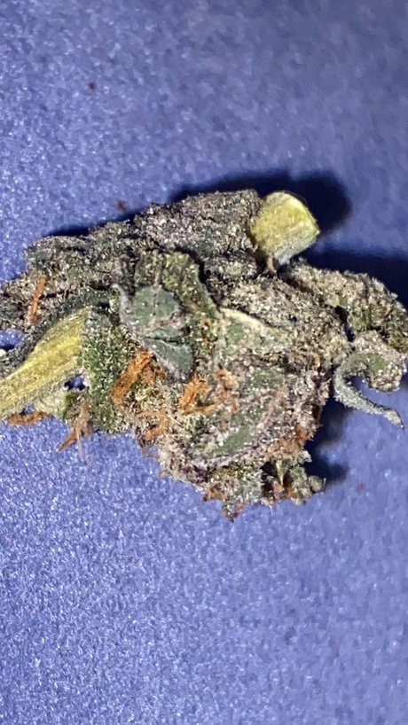 Memento Mori modelo hermosa archivo