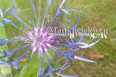 Mankhelekwen desnudos de modelos galerías