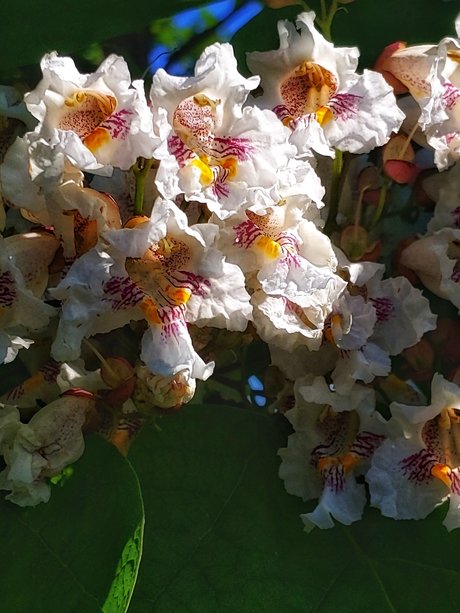 losgryfog modelo atractivo galería