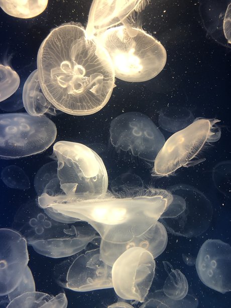 mihokodrive modelo agradable galería