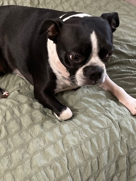 poppy modelo agradable galería