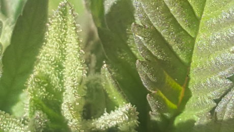 Meandmygirls modelo desnuda recopilación