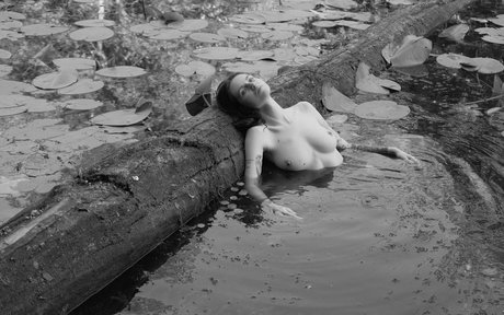 a krivoshlyk estrella adulta imágenes