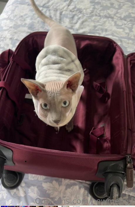 newmeggy estrella perfecta galerías