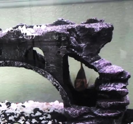 Tiffany Tyler modelo superior foto