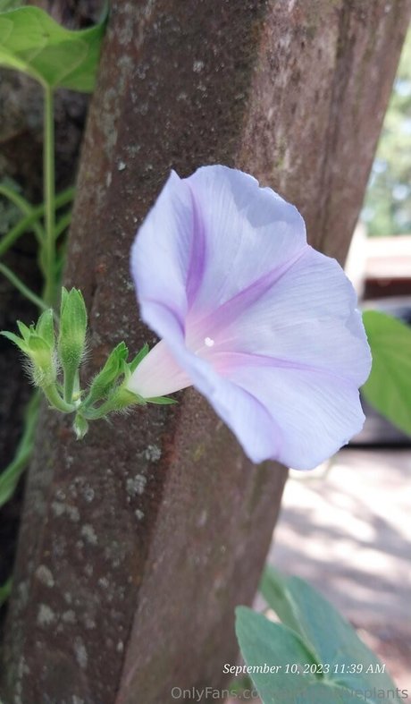 pinkplushieplants estrella agradable archivo