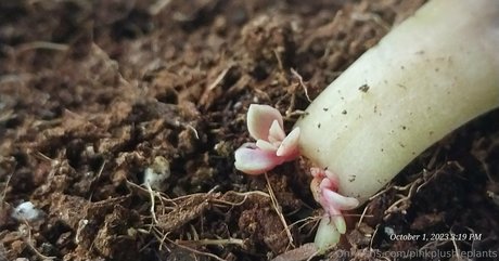 pinkplushieplants modelo atractivo archivo