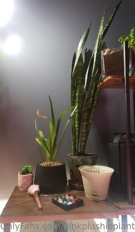 pinkplushieplants bonita modelo archivo