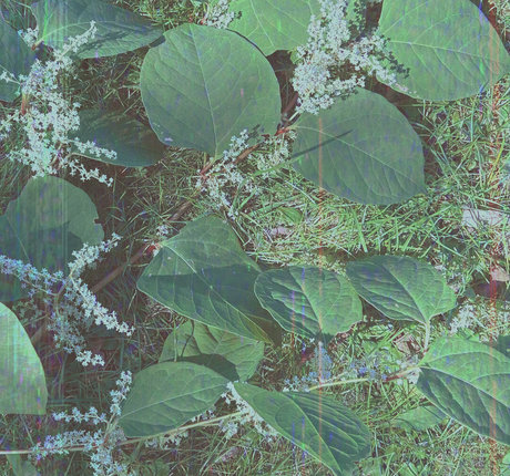 cedella01 estrella adulta foto