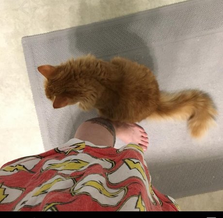 Amanda The Jedi desnudos de estrellas porno foto