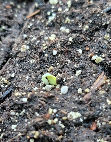 onlyfans gruesos desnudo hd galería