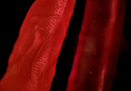 nekogoth23 desnudos de modelos imagen