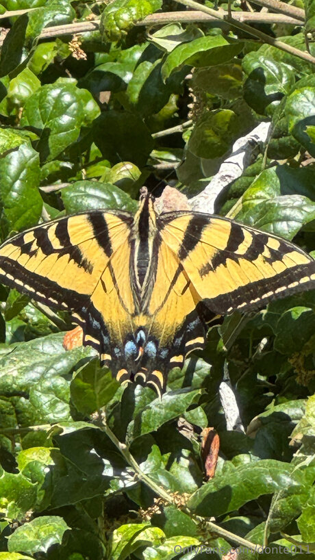 Donte011 modelo agradable fotos