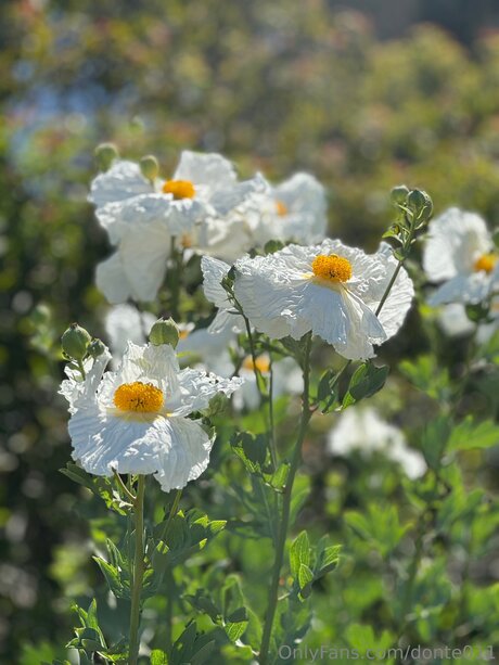 Donte011 desnudos de modelos imágenes