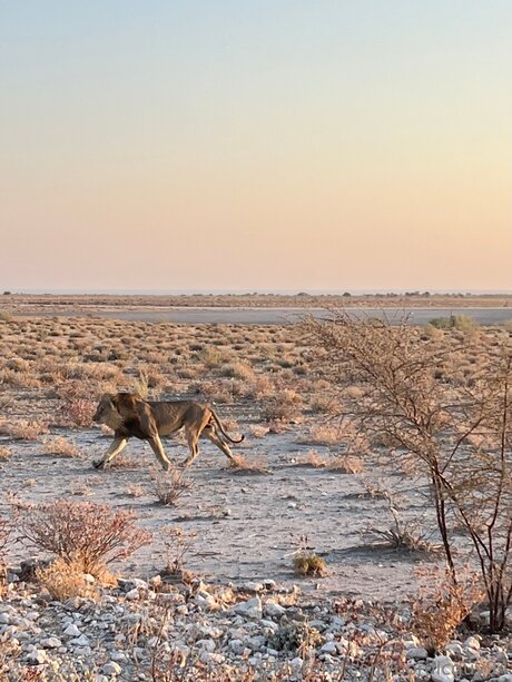 Nordicguy94 modelo gratis galerías