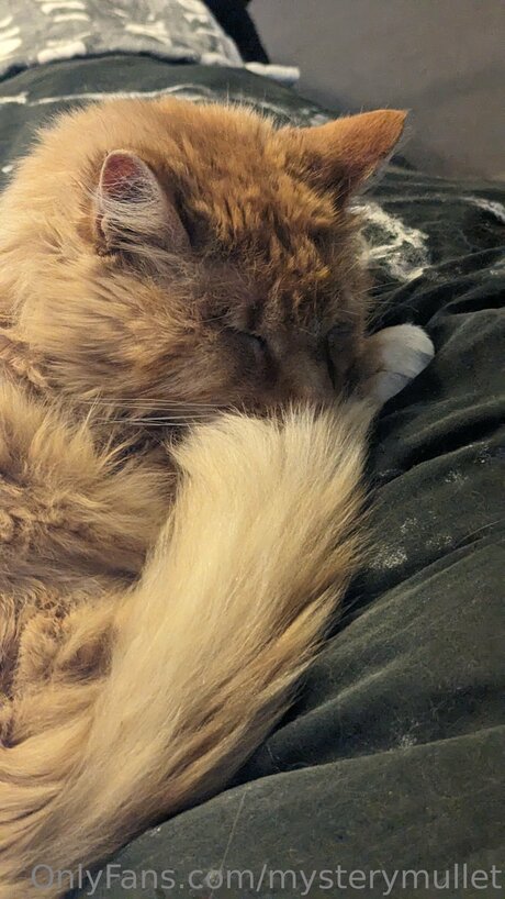 Mysterymullet actriz exclusiva galerías