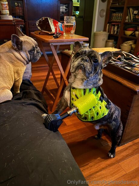 Leglessdesires actriz de alta definición foto