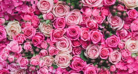 Jeunique Riedl estrella hermosa recopilación