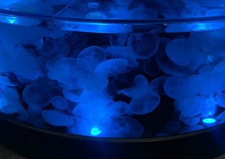 bunnycocoa modelo pornografico imagen