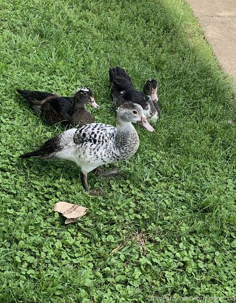 bunnycocoa bonita actriz archivo