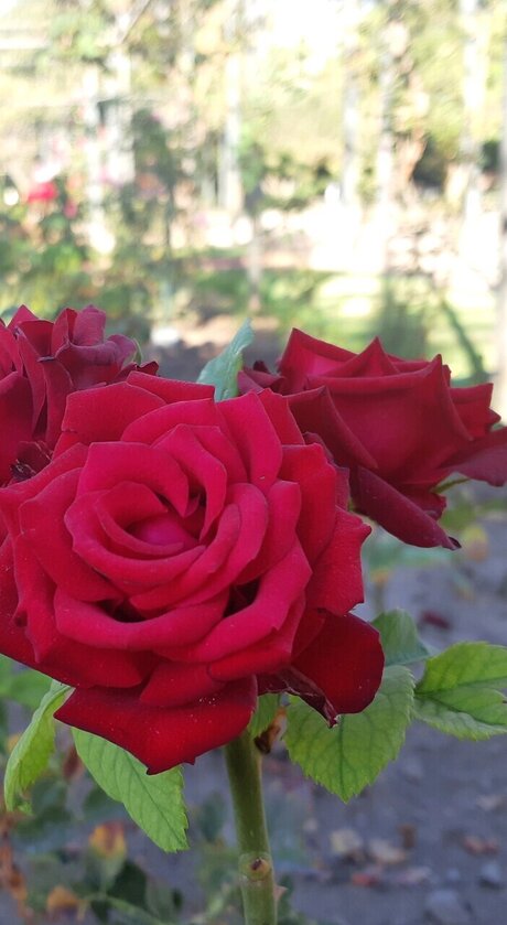 Sponge Scuare estrella porno hd galerías