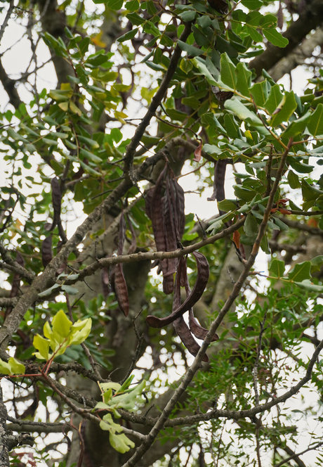 more than palnts desnudos estrella foto