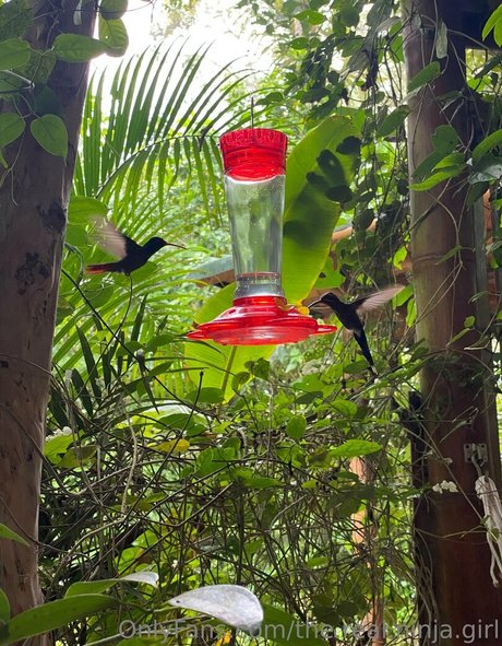 the real ninja girl buena estrella porno imágenes