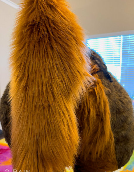 rain horsie hermosa estrella fotos