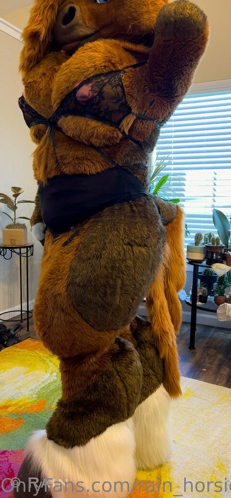 rain horsie estrella de alta calidad imágenes