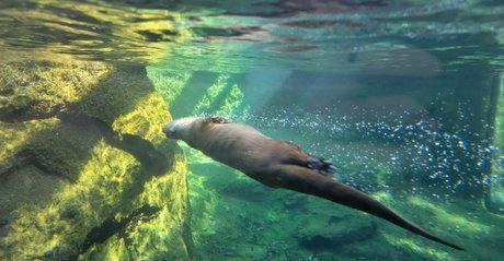 foxyopheliaa modelo bonita imagen