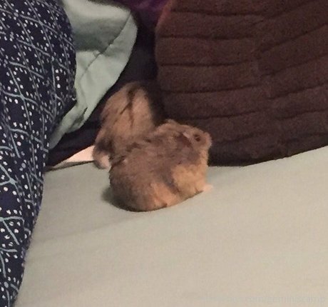 geminiscamp estrella porno adulto foto