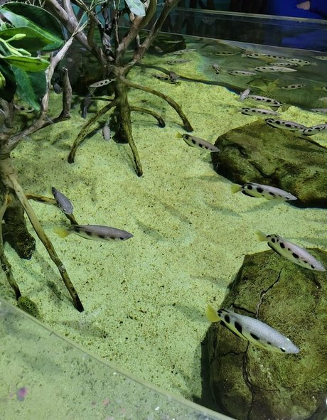 solo fans de bdsm hermosa mejor archivo