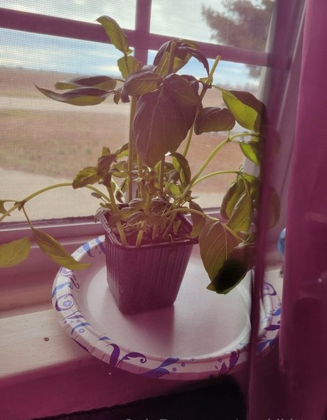 onlyfans de culo burbuja porno xxx imagen