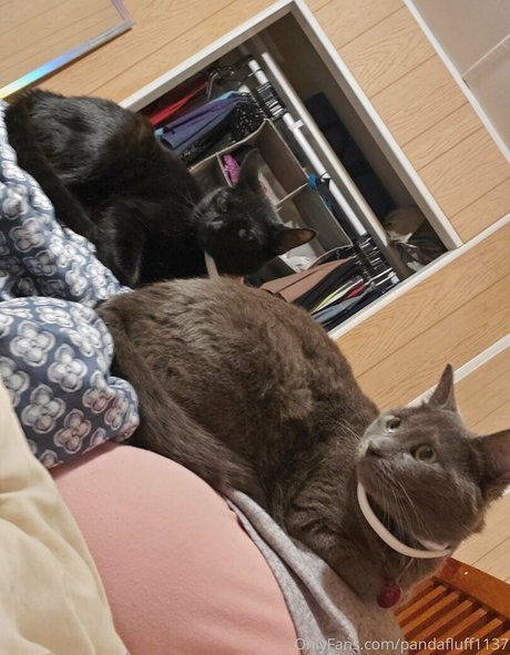 pandafluff1137 estrella sexy recopilación