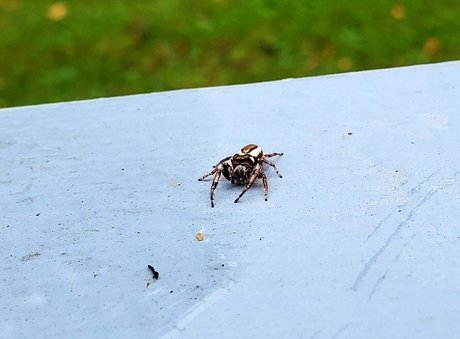 pandafluff1137 modelo hd imágenes