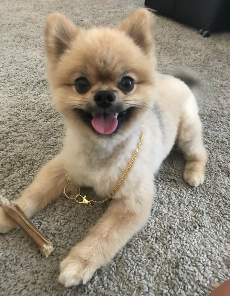 siswetlive modelo sexy imagen